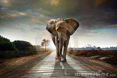 elefant-walking.jpg
