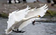 swan-landing.jpg