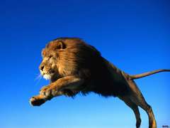 lion-jump.jpg