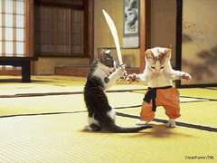 cat-karate-dojo.jpg