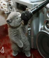 cat_sings.jpg