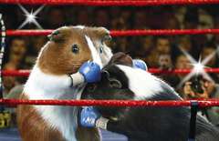 guinea-pig-boxing.jpg