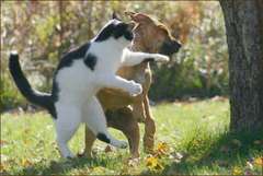 cat-fight-a-dog.jpg