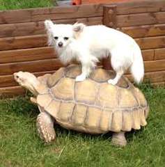 dog-turtle.jpg