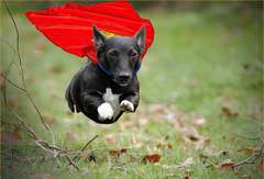 super-dog.jpg