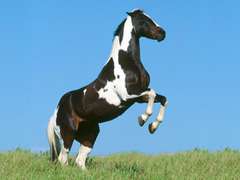 horse-jump.jpg