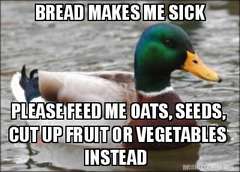 ducks-bread-bad.jpg