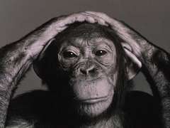 chimp-hands-head.jpg