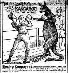 kangaroo-boxing.jpg