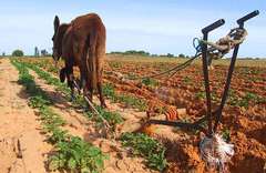 donkey-with-plough.jpg