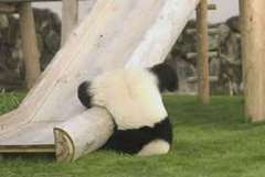 panda-slide.jpg