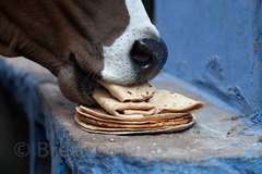 chapati-cow.jpg