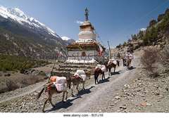 donkey-train-carrying-supplies-walk-past-a-stupa-on-the-annapurna-b31j16.jpg