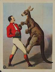 kangaroo-boxing-2.jpg