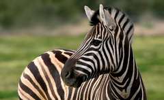 zebra.jpg