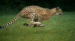 cheetah1.jpg