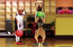 dogs-bowling.jpg