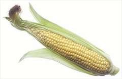 corn-on-the-cob.jpg