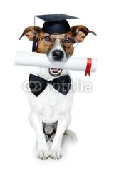 dog-diploma.jpg