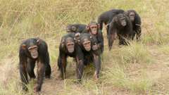 chimpanzee-group.jpeg