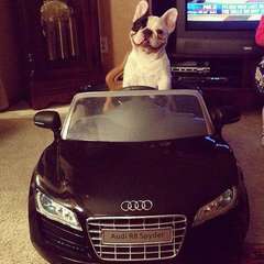 dog-audi.jpg