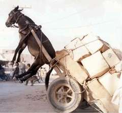 donkey-cart-overloaded.jpg